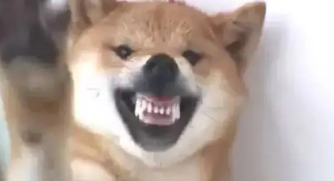 柴犬对着主人龇牙咧嘴,主人上去就是一巴掌 柴犬对着主人龇牙咧嘴,主人上去就是一巴掌