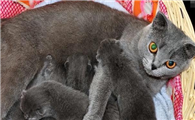 新手养公猫好还是母猫