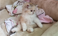 长毛猫20天的样子