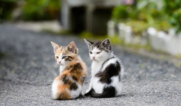 为何公猫中没有三色猫呢？
