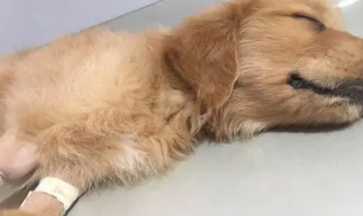 细小是什么原因引起的