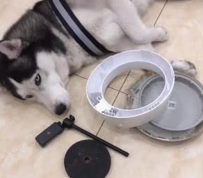 原以为哈士奇不拆家了,看到画面,主人:安排炖狗肉! 原以为哈士奇不拆家了,看到画面,主人:安排炖狗肉!