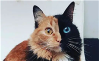 阴阳脸猫风水说法