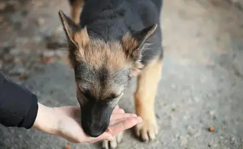 江西萍乡一女子拴狗时遭袭击，引发对养犬安全的反思