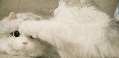 女子买了个新包包，猫咪看到后以为自己失宠了，做出这件事…… 