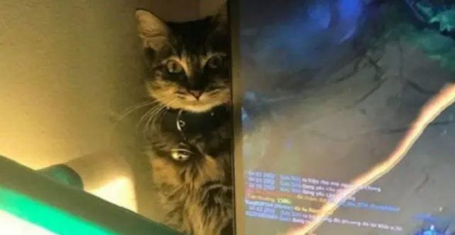 主人因为游戏而忽略猫咪,猫咪一脸郁闷,模样惹人心疼 主人因为游戏而忽略猫咪,猫咪一脸郁闷,模样惹人心疼