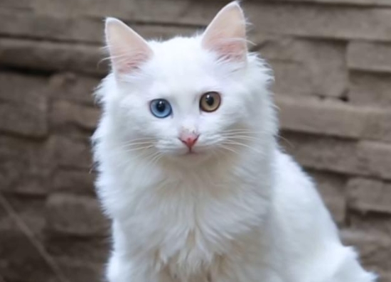 一只小猫大概多少钱