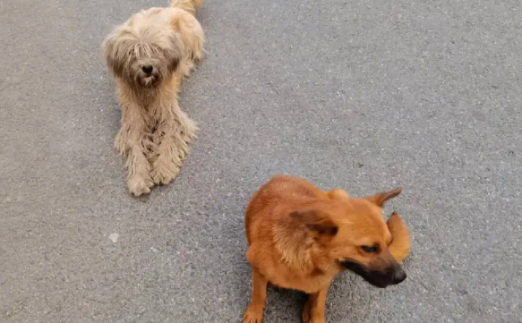 流浪犬只收容力量有限,犬只登记存在观望情况 流浪犬只收容力量有限,犬只登记存在观望情况