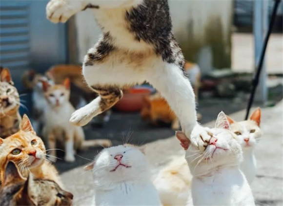 猫咪在表演,一群看热闹的反映绝了 猫咪在表演,一群看热闹的反映绝了