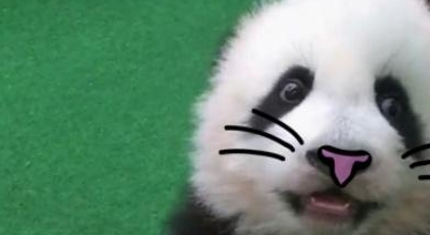 当熊猫暖暖被“退货”,粉丝们不淡定了,好想把暖妹妹给偷回来! 当熊猫暖暖被“退货”,粉丝们不淡定了,好想把暖妹妹给偷回来!