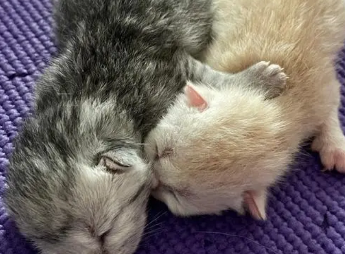 小猫刚到新家怎么处理