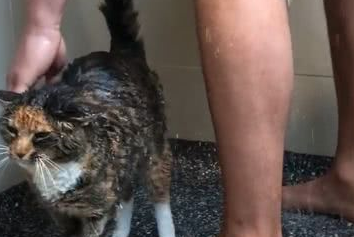 男主人正在洗澡,猫咪就溜进了浴室,网友:猫咪的眼睛往哪看呢? 男主人正在洗澡,猫咪就溜进了浴室,网友:猫咪的眼睛往哪看呢?