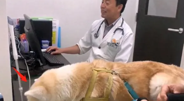 秋田犬去医院打针,中途换成“男医生”后,狗子的表情变了 秋田犬去医院打针,中途换成“男医生”后,狗子的表情变了