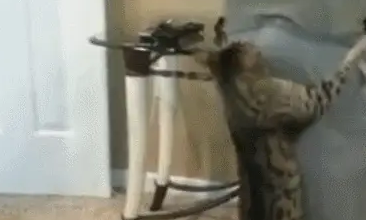 猫咪跑去抱主人的腰,咬主人的屁股,喵:看这屁股不爽 猫咪跑去抱主人的腰,咬主人的屁股,喵:看这屁股不爽