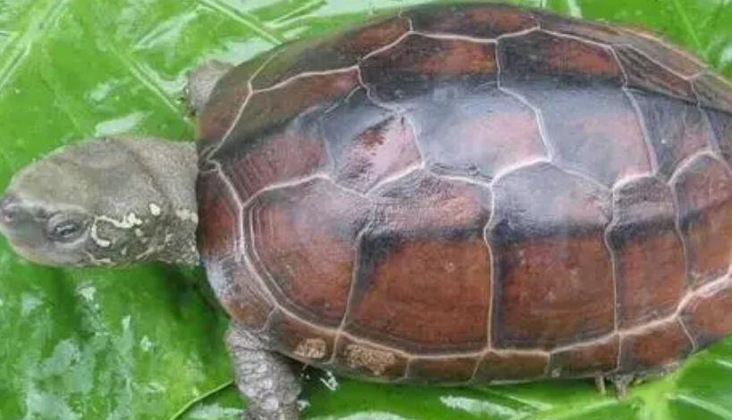 中华草龟吃什么