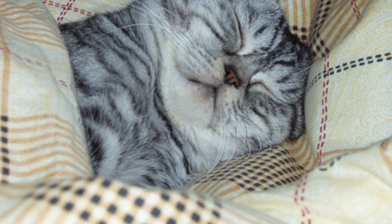 天冷猫咪爱到我们腿上取暖，铲屎官想出一招，成功解放双腿