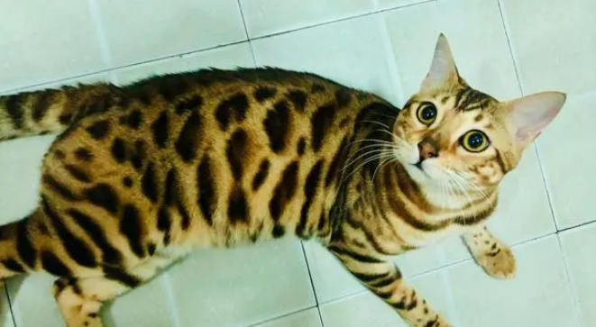 外出5天，我家猫在家给自己做饭......