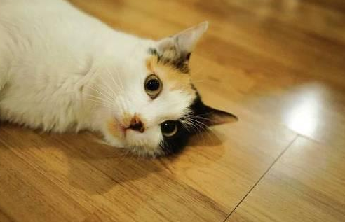 怎么才能听懂猫的语言 怎么才能听懂猫的语言