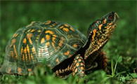 家养乌龟寿命最长