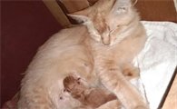 小猫几个月可以生孩子