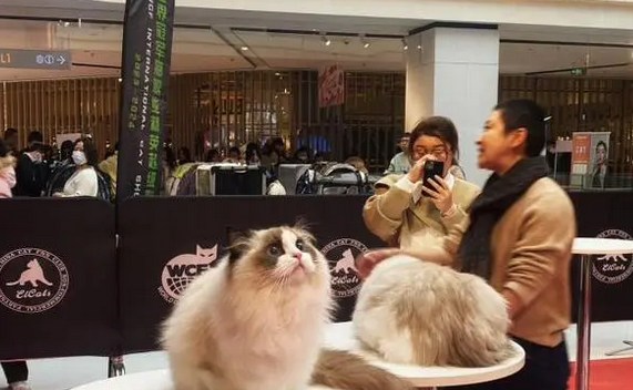 世界冠军猫职业精英超级联赛：逾80只世界名猫亮相扬州