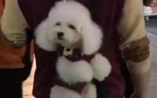 小哥把泰迪背在身后逛街,小家伙全程都很乖巧,把路人都萌翻了 小哥把泰迪背在身后逛街,小家伙全程都很乖巧,把路人都萌翻了