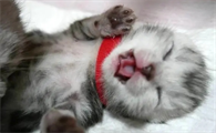 小猫站不起来了咋回事