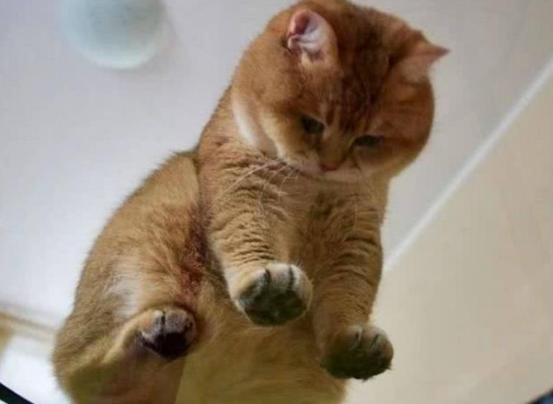 我想让大家看这只橘猫,因为它实在是太值得爱了,忍不住抱紧它 我想让大家看这只橘猫,因为它实在是太值得爱了,忍不住抱紧它