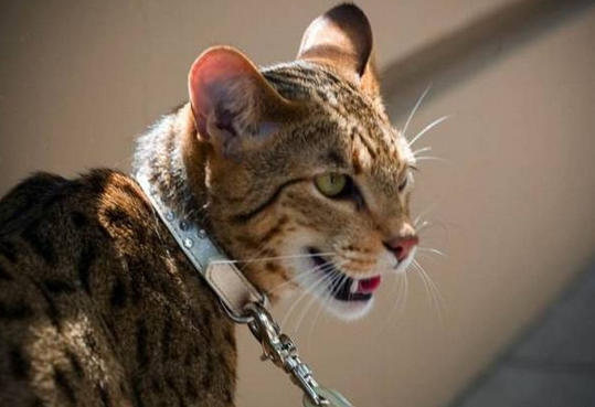 阿瑟拉猫+叫声福利! 阿瑟拉猫+叫声福利!