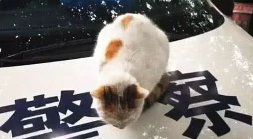 猫咪趴警车上睡觉，怎么推都不下去，猫”