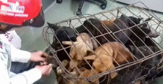 幸运狗狗危急时刻被主人营救，委屈抱住主人不撒爪：吓坏宝宝了