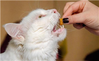 一直在家的猫有必要驱虫吗