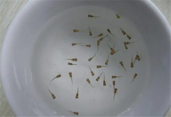 刚出生的小鱼苗怎么养