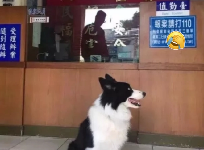 狗狗到派出所蹭饭，还骗走警员的心，“渣狗”还有两个主人