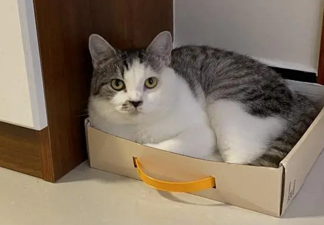 给猫舔狐臭腋窝会怎么样