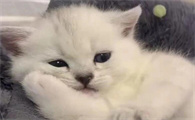 怎么判断猫咪体内有虫