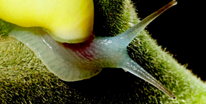 软萌的害虫——蜗牛 软萌的害虫——蜗牛