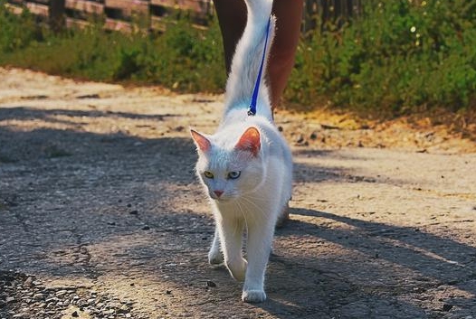 小猫多久会走路 小猫多久会走路