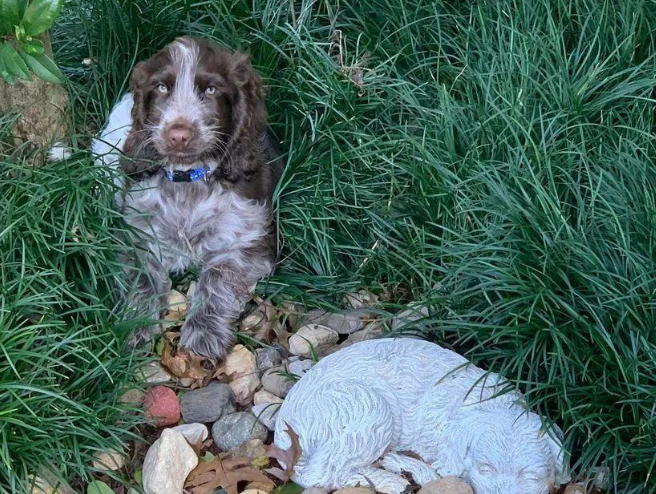 主人在爱犬去世后养的新狗狗到家后，有个异常举动让他们倍感暖心