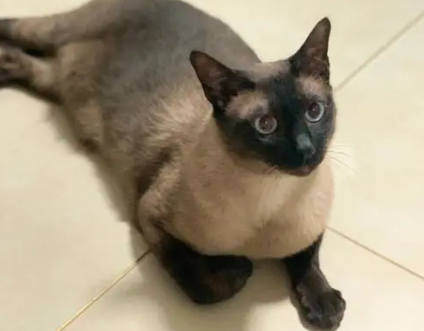 暹罗和土猫杂交的小猫