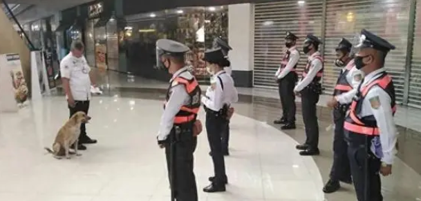 流浪狗被商场收编,它却“拖家带口”来,狗:得养家糊口啊 流浪狗被商场收编,它却“拖家带口”来,狗:得养家糊口啊