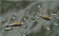 水蜘蛛、水爬虫---可以在水面行走而不会掉进水里的水黾