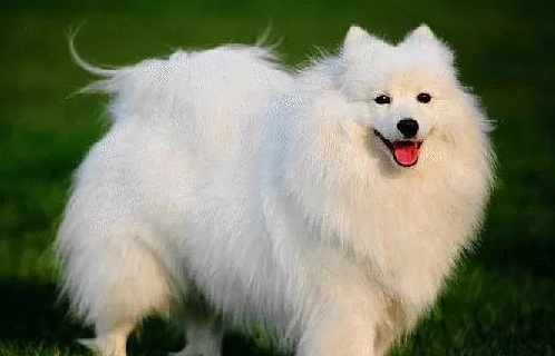 拉布拉多犬好养吗