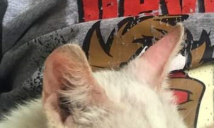 睡一觉被猫咪收编了的铲屎官,网友:恭喜你迈向成为猫奴之路 睡一觉被猫咪收编了的铲屎官,网友:恭喜你迈向成为猫奴之路