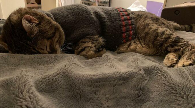 18岁高龄猫咪最初不喜欢穿衣服，但穿了次毛衣之后，就爱上了