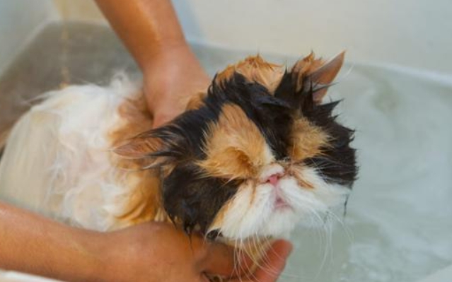 小猫可以洗澡不 小猫可以洗澡不