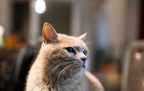 养猫治好了女儿的抑郁症 养猫治好了女儿的抑郁症