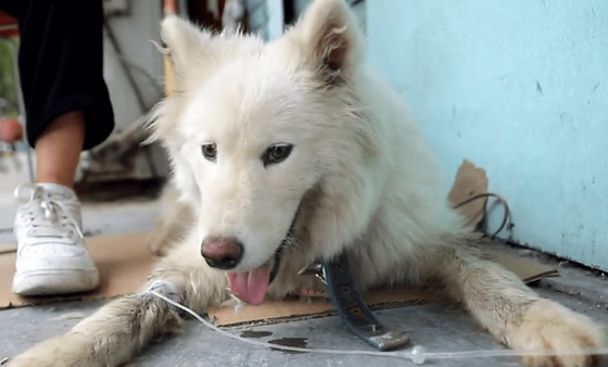 得知萨摩耶患犬瘟要不菲救治费,大哥直言把它卖狗肉馆,大哥:不如再养个小狗 得知萨摩耶患犬瘟要不菲救治费,大哥直言把它卖狗肉馆,大哥:不如再养个小狗