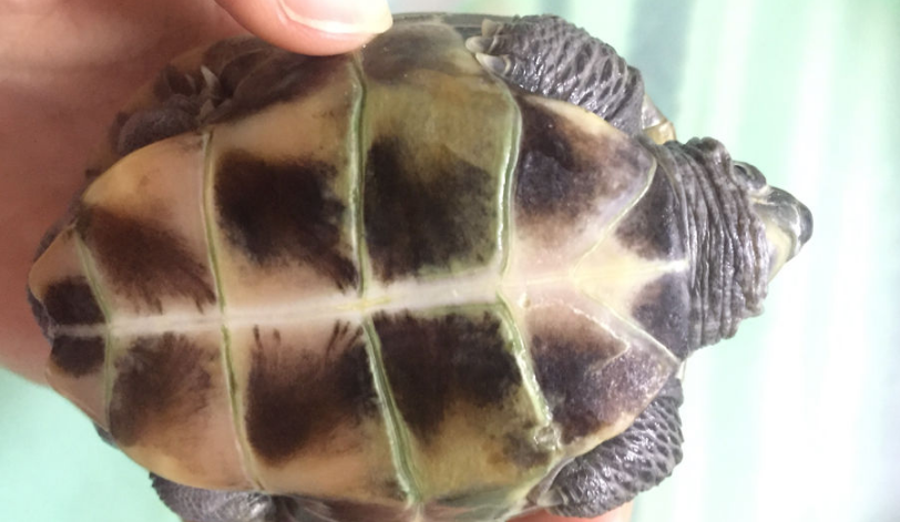 乌龟掉鳞片是怎么回事 乌龟掉鳞片是怎么回事