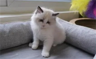 小猫买几个月的好